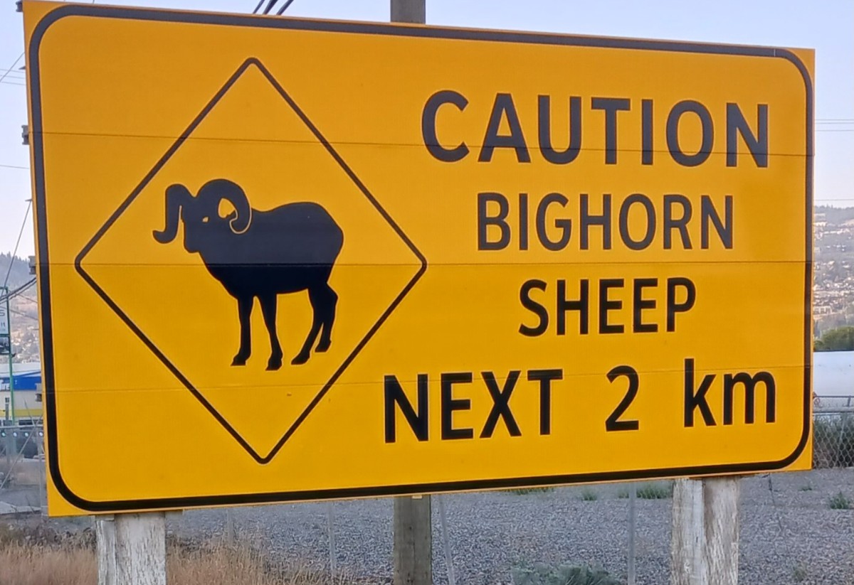 20240823_Kamloops BC - Bighorn Sheep sign.jpg