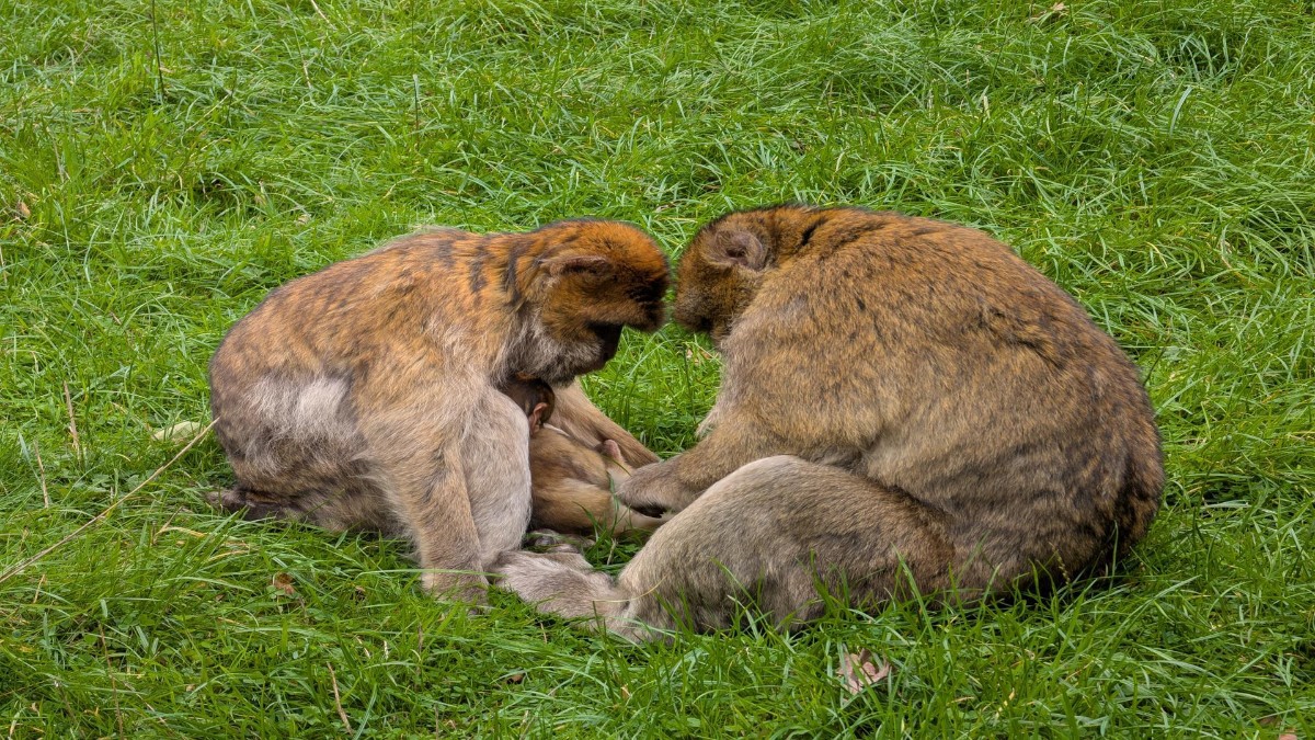 Monkeys.jpg